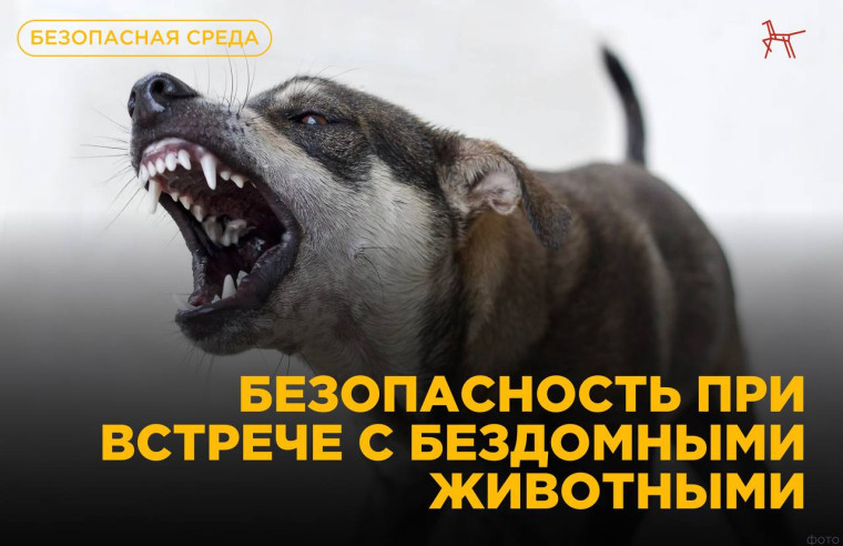 Безопасность при встрече с бездомными животными.
